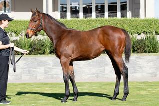 Lot 241 a Tarzino x Cabal filly to be offered at the end of the weanling session on Friday.